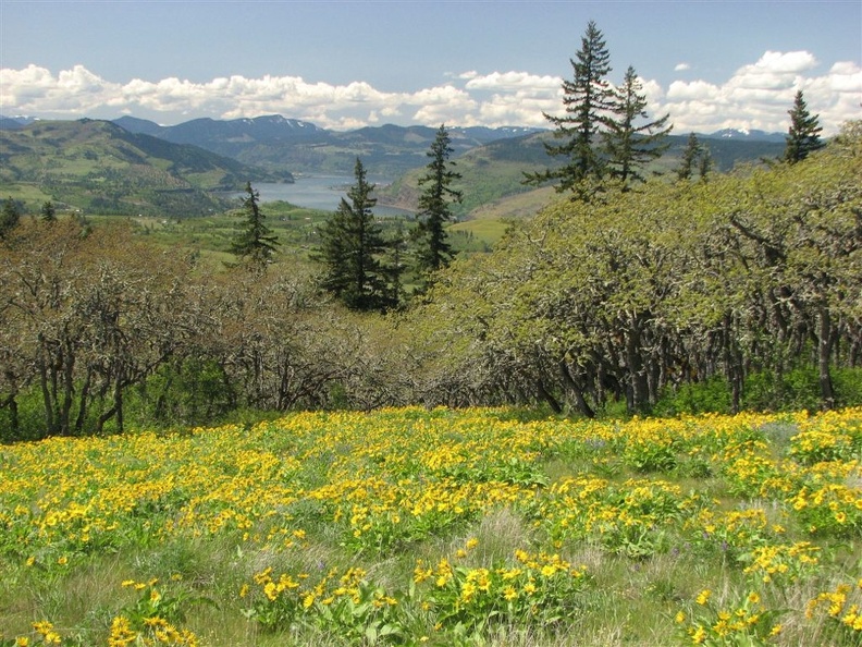 Once on the summit, a trail continues down the east side, then up again to the edge of the preserve. This picture is from a side trail that leads to this meadow.