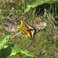 Butterflies enjoy the flowers in the meadows. This Swallowtail butterfly is sampling a balsamroot flower.