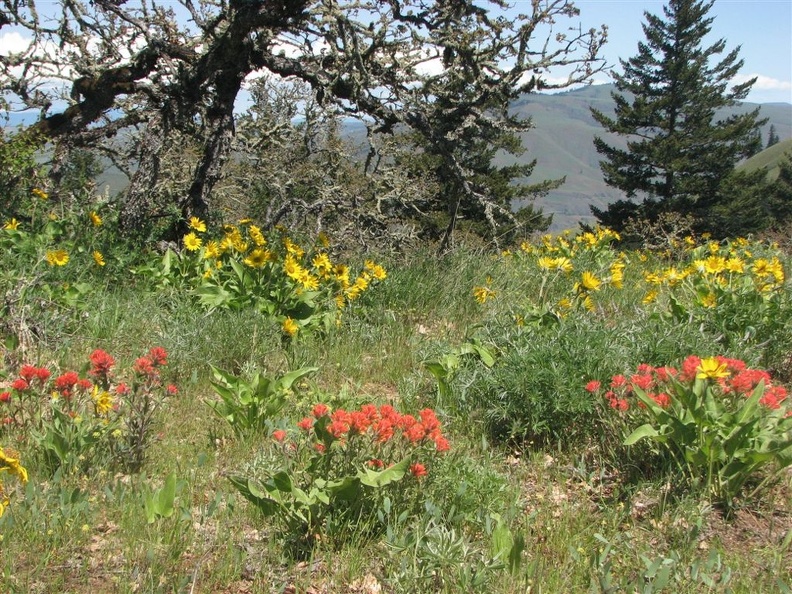 The Tom McCall Point trail features Indian Paintbrush mixed in the fields.