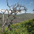 Looking north into the Columbia River Gorge along the Tom McCall Point Trail. The dead trees are a stark contrast to the spring flowers.