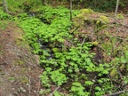 A small stream and Coltsfoot near the trailhead.