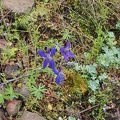 Larkspur and sedum growing along the trail.
