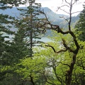 I like this gnarled tree and how it framed the view of the Gorge.