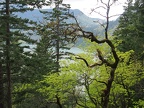 I like this gnarled tree and how it framed the view of the Gorge.