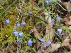 This looks like Rattan's Blue-eyed Mary.