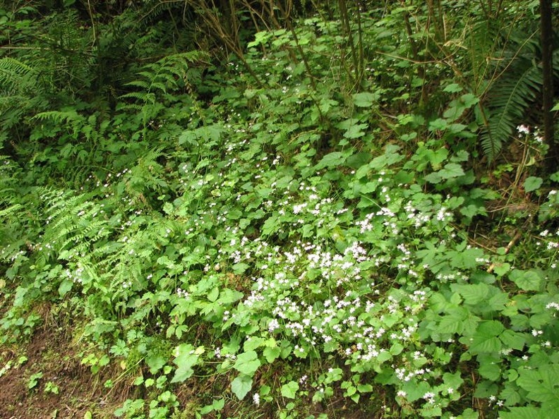 Candyflower (Latin name: Montia sibirica) in bloom along the Moulton Falls Trail. The plant is about 12 inches tall and most stems have a pair of leaves with small white flowers. The plant looks a little like Miner's Lettuce because it is a relative.