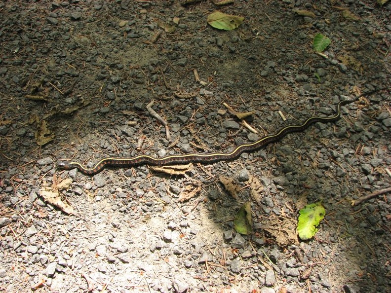 Some of the Garter snakes on this trail freeze when you approach them so they look like a stick and you will walk right over them unless you're paying attention.