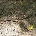 Some of the Garter snakes on this trail freeze when you approach them so they look like a stick and you will walk right over them unless you're paying attention.