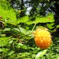 Salmonberries grow along portions of the Moulton Falls Tail and they ripen in early July. They have a fairly bland taste.