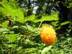 Salmonberries grow along portions of the Moulton Falls Tail and they ripen in early July. They have a fairly bland taste.