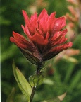 Magenta Paintbrush