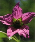 Salmonberry