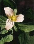 Trillium