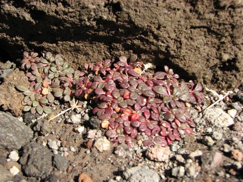 Above the timberline, only plants that hug the ground can gather enough warmth to survive and grow. These plants have adapted to cold nights by having small leaves and tiny stems.