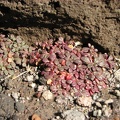 Above the timberline, only plants that hug the ground can gather enough warmth to survive and grow. These plants have adapted to cold nights by having small leaves and tiny stems.