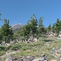 Trees struggle to survive on the dry and windy lower slopes of Mt. Adams.