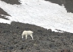 A mountain goat browses on the sparse plants at Lunch Counter at 9,500 feet in elevation.