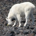 A mountain goat casually browses on the sparse plants at Lunch Counter at 9,500 feet in elevation. Once it ate the flowers, it dug up more of the plant to eat.