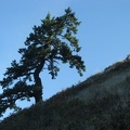 A lone tree survives at the edge of Starvation Ridge.