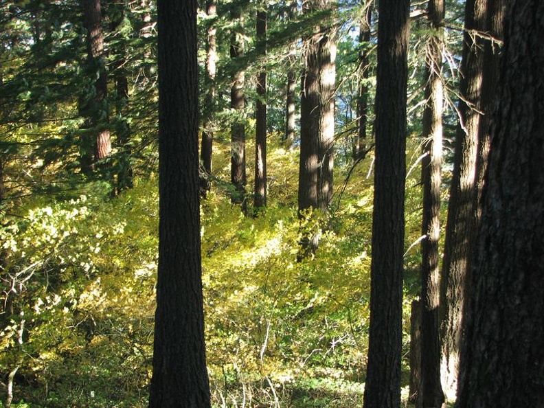 The late morning sun lights up the fall foilage of the Vine Maples along sections of the Starvation Ridge Trail.