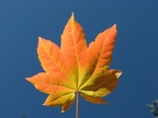 An azure sky provides a backdrop for a single Vine Maple leaf near Warren Lake on Mitchell Point Trail.