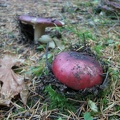 Toadstools appear in the forests after fall rains. Here are some reddish toadstools breaking ground.