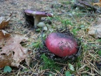 Toadstools appear in the forests after fall rains. Here are some reddish toadstools breaking ground.