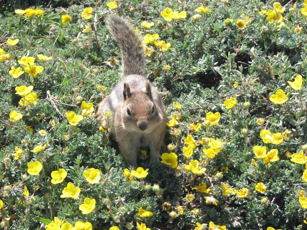 A ground squirrel runs about hoping for a handout. It didn't hang about long because I didn't offer it any food. It later came right up to me hoping for food.