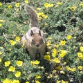 A ground squirrel runs about hoping for a handout. It didn't hang about long because I didn't offer it any food. It later came right up to me hoping for food.