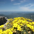Bushes of yellow Cinquefoil (Latin name: Potentilla) dot the mountainside around the Mt. Fremont lookout.