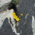 A yellow Aster is able to eke out a place in the rocks near the Mt. Fremont lookout at Mt. Rainier National Park.