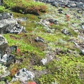 Indian Paintbrush and other alpine plants carpet the ground along the Mt. Fremont Lookout Trail.