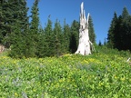 Flowers abound in Paradise Meadows on Mt. Hood.