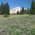 A meadow of Lupines at Paradise Meadows on Mt. Hood.