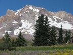 Fields of wildflowers abound in Paradise Meadows on Mt. Hood in the summer.