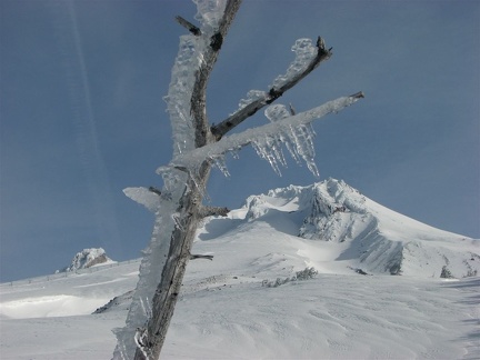Clear rime ice coats many of the trees near Timberline Lodge