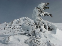 Tortured pine tree with Mt. Hood in the background