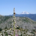 Mt Adams8