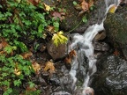 A few small streams cross trail #400 between Multnomah Falls and Oneonta Creek.