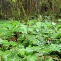 Piggyback Plant or Thousand Mothers, (Latin name: Tolmiea menziesii) carpets the ground along the Munson Creek Falls Trail.