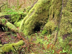 Bryophyte mosses grow lush near Munson Creek Falls.