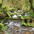 Bryophyte mosses grow lush along Munson Creek.