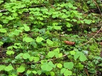 Apple Clover, Wood Sorrel, or Sour Apple, (Latin name: Oxalis oregana) at Munson Creek Falls, Oregon. The leaves of this plant are edible, but contain Oxalic acid which can upset some people's stomachs. This plant is to be chewed on in moderation, like 10