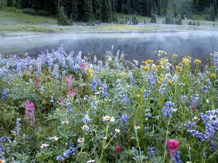 Tipsoo Lake at dawn