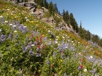 Naches Peak Trail