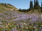 Lupines on Naches Peak Trail