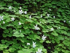 White flowers in bloom on Apple Clover, Wood Sorrel, or Sour Apple, (Latin name: Oxalis oregana) on the Neahkahnie Mountain Trail, Oregon. The leaves of this plant are edible, but contain Oxalic acid which can upset some people's stomachs. This plant is t