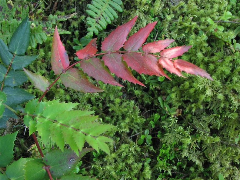 Oregon Grape with red leaves along the Nesmith Point Trail