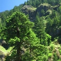Scenic shot of the Gorge and a fir tree