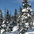 Snow blankets the firs and hemlock trees and any winds provide surprises to inattentive people who stand too close when snow sloughs off the treetops.